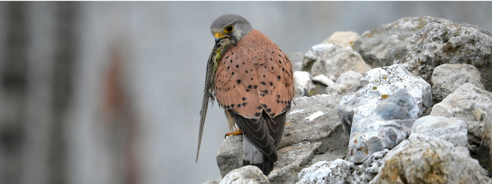 Park Krajobrazowy Orlich Gniazd